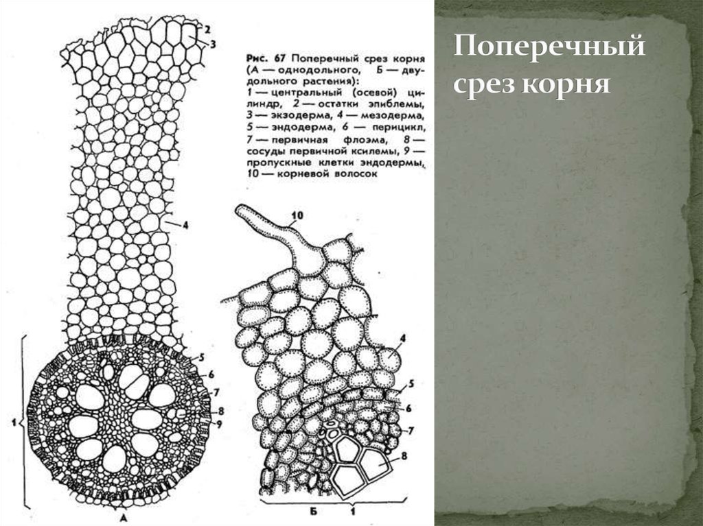 Какая структура растения изображена на рисунке. Поперечный срез корня ириса германского. Поперечный срез корня однодольного растения. Строение корня на поперечном срезе. Поперечный срез корня в зоне всасывания.