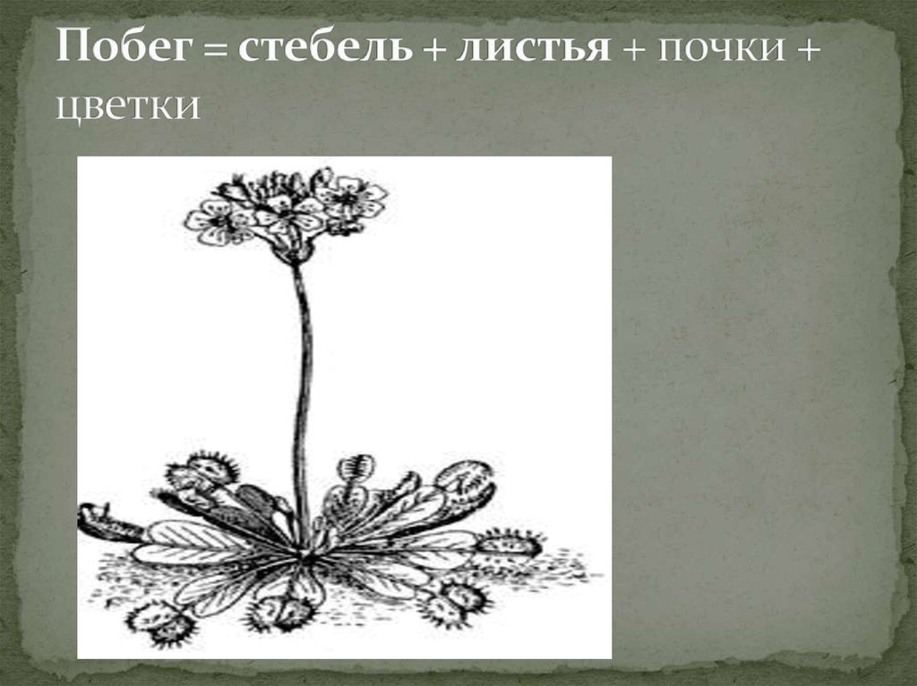 Стебель 3. Приспособления стебля и побега. Стебель-лист почки-цветок что лишнее. Уберите лишнее стебель листья почки цветок. Лист стебель цветок почка что лишнее не вегетативное.