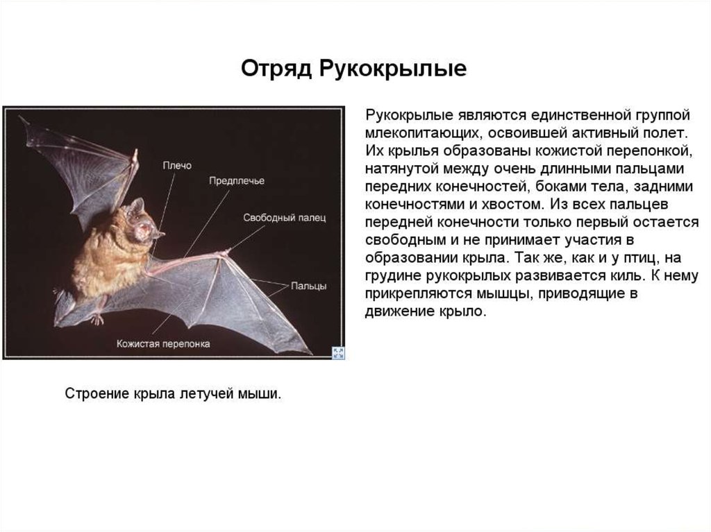 Рукокрылые млекопитающие примеры. Строение крыла рукокрылых. Отряд рукокрылые внутреннее строение. Строение скелета летучей мыши. Рукокрылые характеристика строение.
