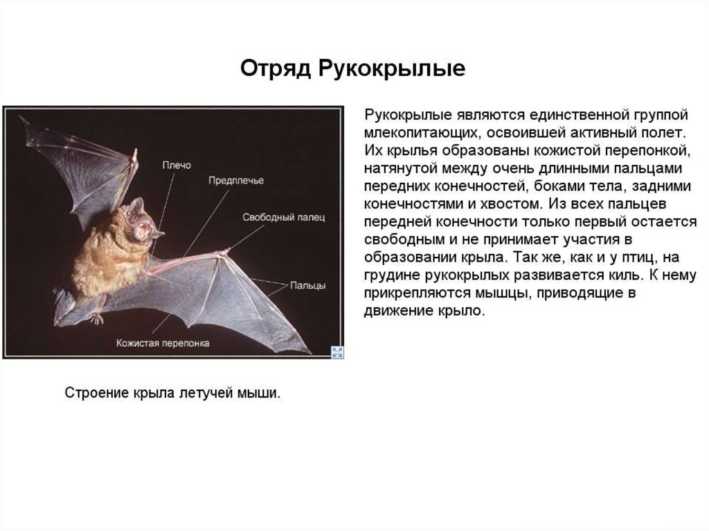 Какой тип сенсорной системы используют летучие мыши