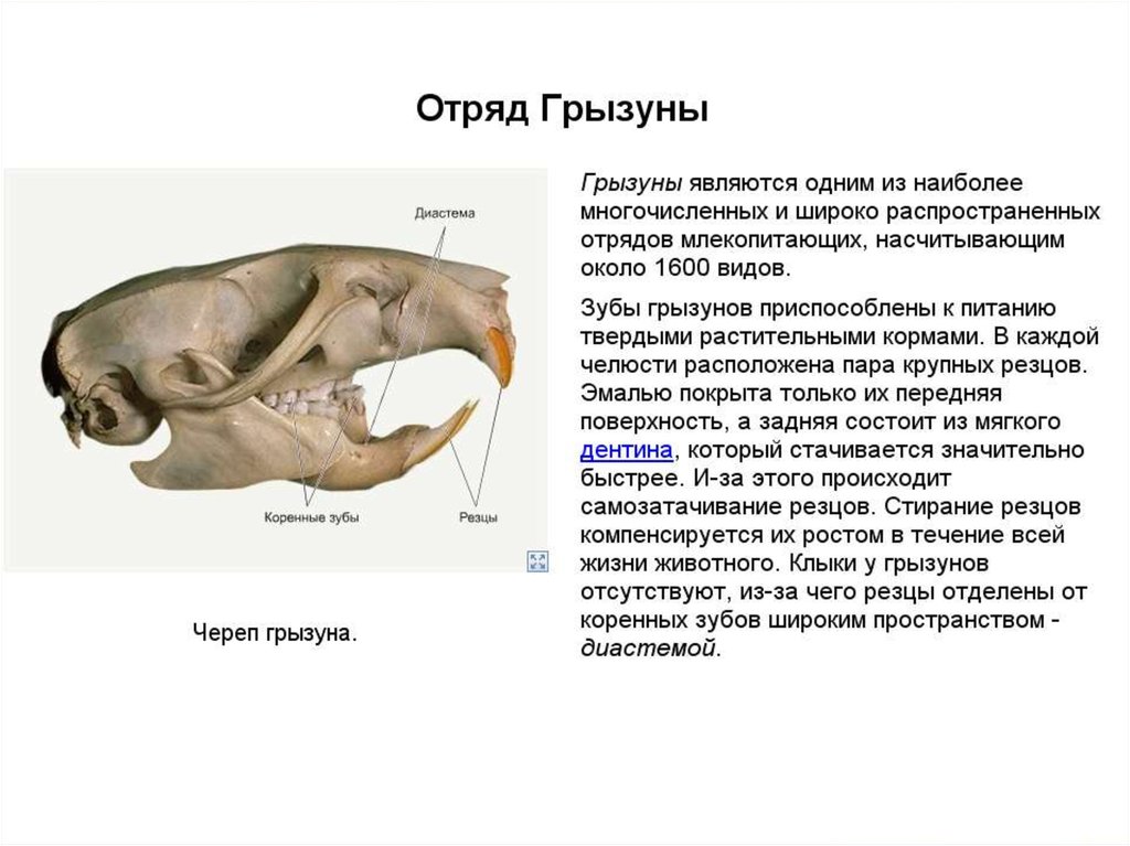 Зубы млекопитающих хорошо