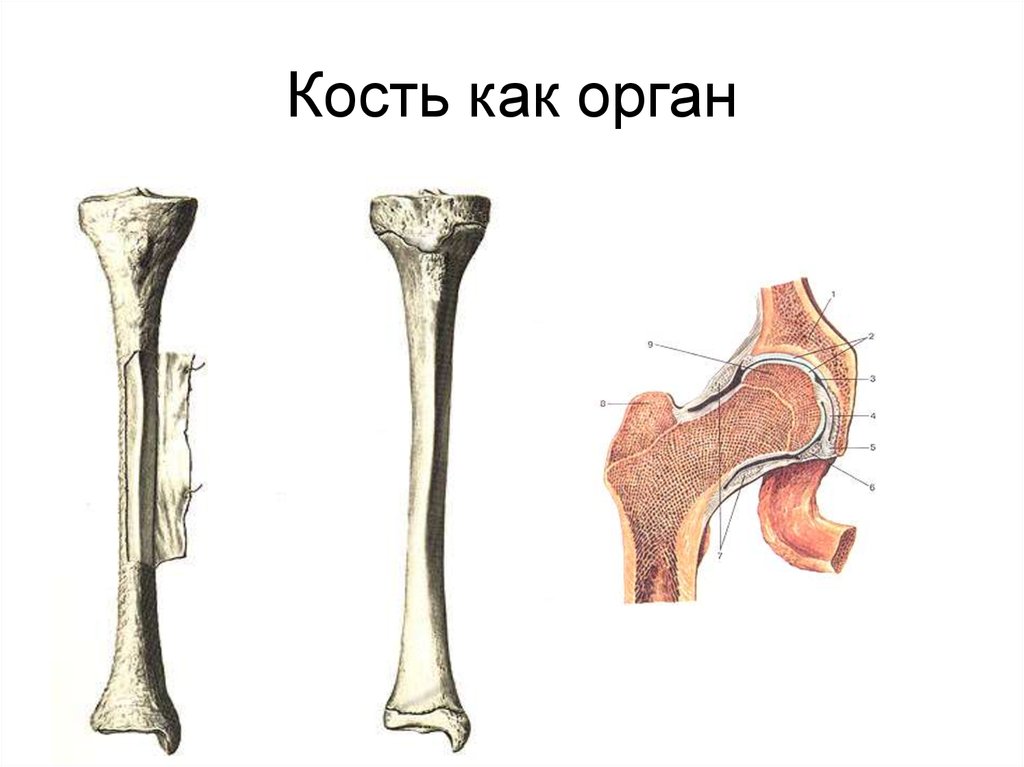 Твердая кость. Кость как орган. Строение кости как органа. Кость как орган анатомия. Состав костей как органа.