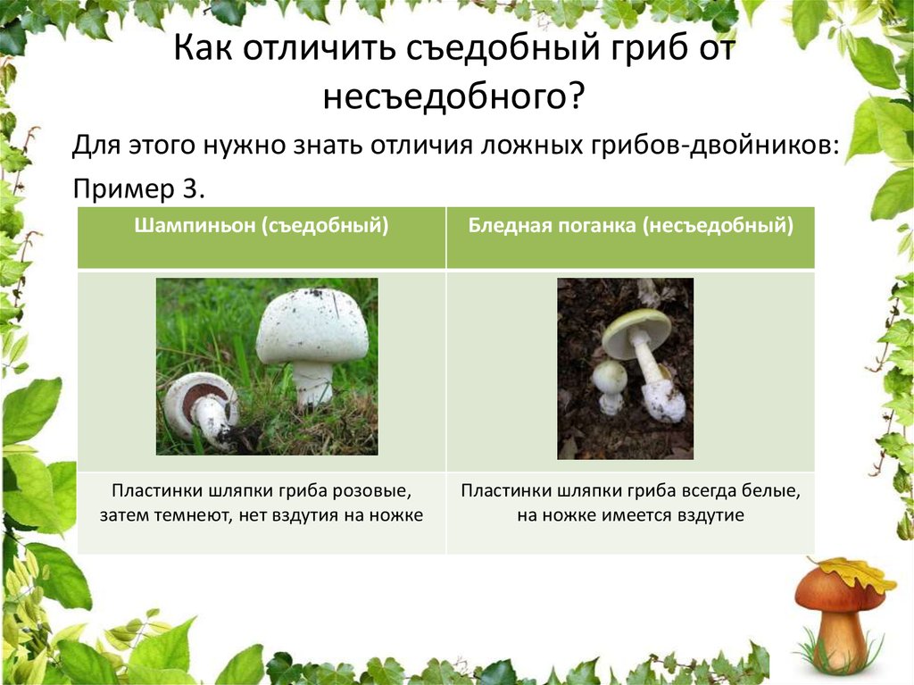 Основные признаки ядовитых грибов