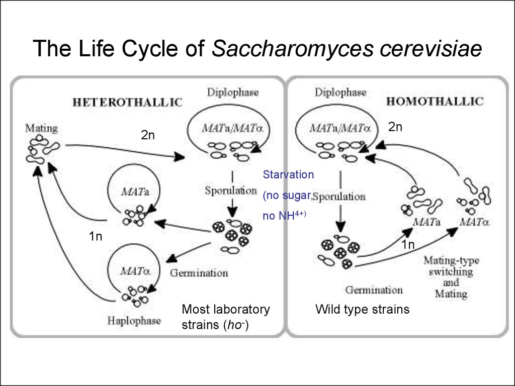 saccharomyces life cycle