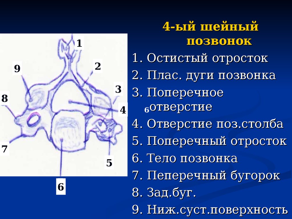 Отростки позвонков. Остистый отросток 7 шейного позвонка. Отверстия поперечных отростков шейных позвонков. Остистый отросток первого шейного позвонка. Отверстие поперечного отростка шейного позвонка.