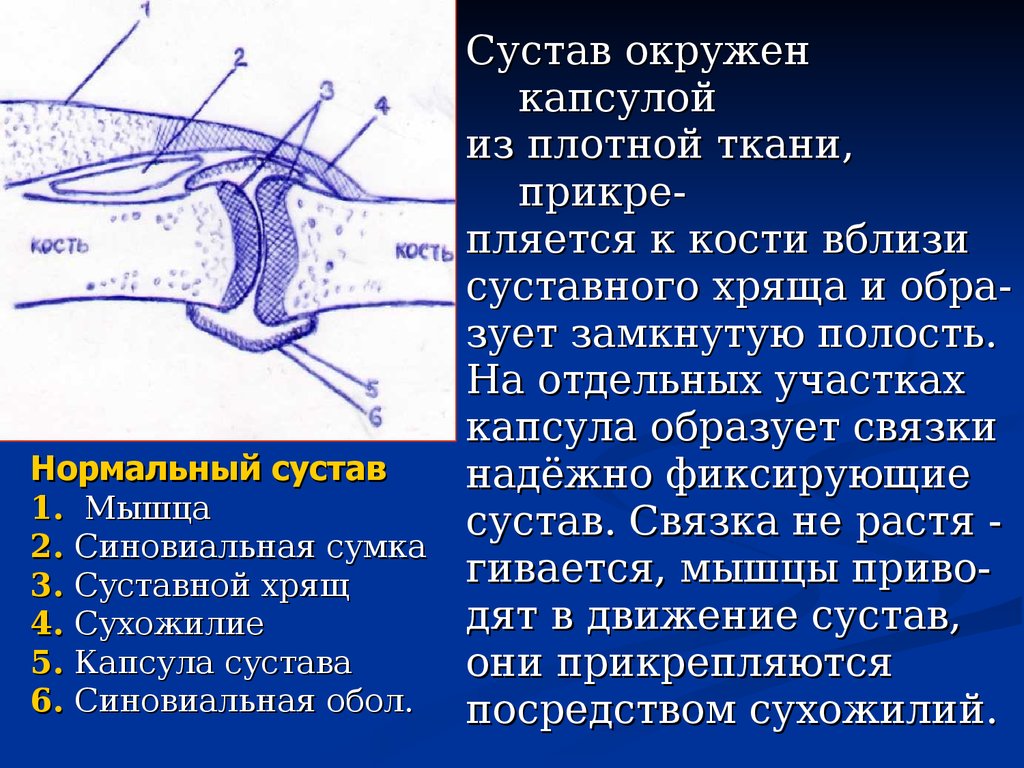 Сустав ткань. Атланто затылочный сустав суставная сумка. Атлантозатылочный сустав суставная капсула. Суставной хрящ и суставная капсула. Суставная капсула синовиальная оболочка.