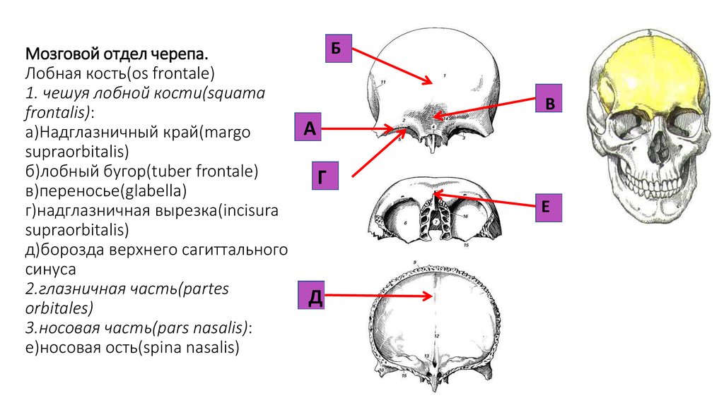 К какому отделу черепа относится скуловая кость. Мозговой отдел лобная кость. Кости мозгового черепа лобная кость. Лобная кость анатомия строение на черепе. Мозговые возвышения лобной кости.