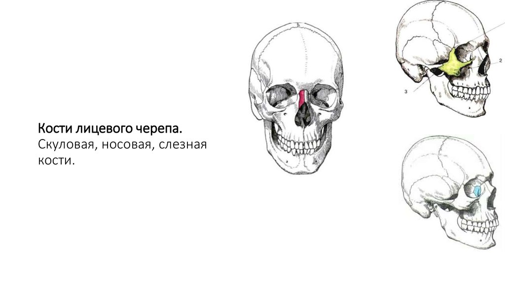 Носовая кость лицевого черепа. Носовая кость слезная кость строение. Слезная, сошник,носовая кость на черепе. Слезная кость в черепе человека.