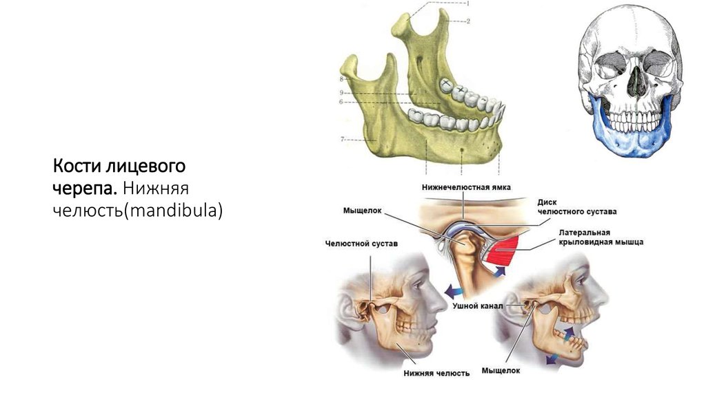 Нижний край нижней челюсти. Мыщелок нижней челюсти анатомия. Нижняя челюсть кость черепа анатомия. Кости черепа нижняя челюсть анатомия. Анатомия мыщелка нижней челюсти.