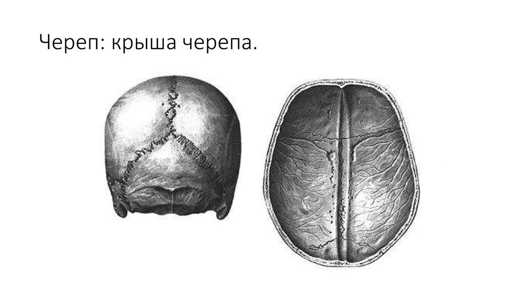 Свод черепа и основание черепа. Граница между сводом и основанием черепа анатомия.