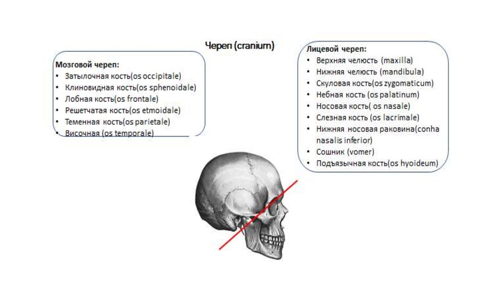 Мозговой череп презентация