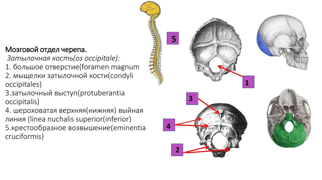 Черепно мозговую кость. Кости мозгового отдела черепа. Затылочная кость мозгового отдела черепа. Череп человека мозговой отдел. Анатомия затылочной кости.