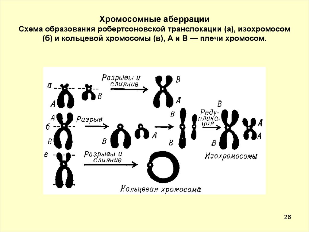 Имеется кольцевая хромосома. Хромосомные аберрации схема. Хромосома схема. Аберрации хромосом. Структурные аберрации хромосом.