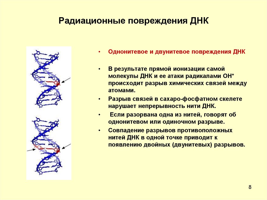 Процесс разрезания молекулы днк. Радиационные повреждения ДНК. Нарушение структуры ДНК. Разрушение структуры ДНК. Действие ионизирующего излучения на ДНК.