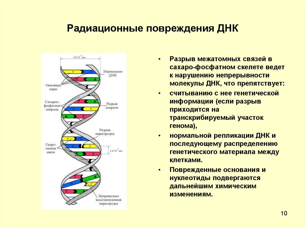 Пересадка днк. Действие ионизирующего излучения на ДНК. Воздействие ионизирующих излучений на ДНК. Повреждение ДНК при помощи ионизирующего излучения. Первичные повреждения ДНК.