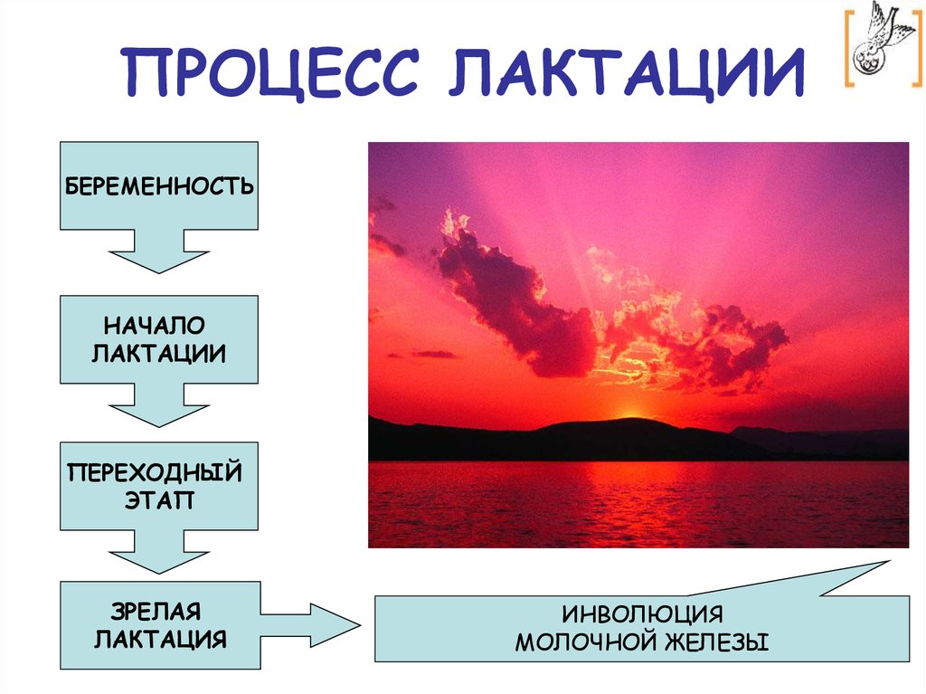 ПРОЦЕСС ЛАКТАЦИИ