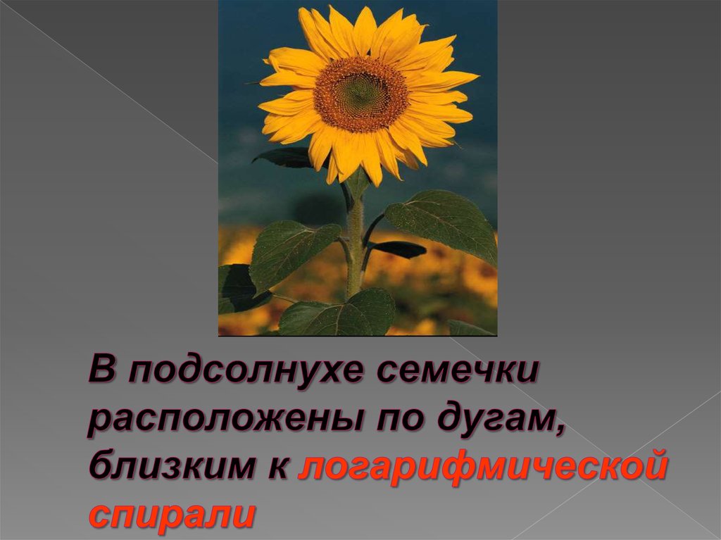 В подсолнухе семечки расположены по дугам, близким к логарифмической спирали