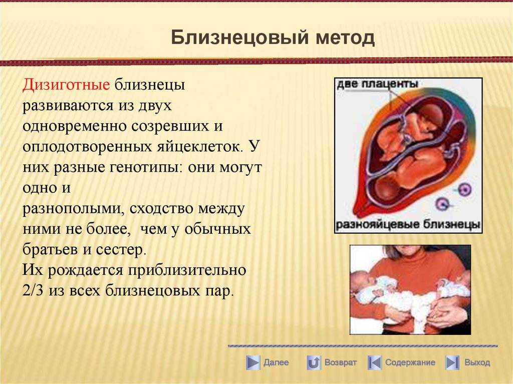 Близнецовый метод в биологии. Дизиготные Близнецы. Близнецовый метод. Дизиготные Близнецы развиваются. Близнецовый метод Антроп.