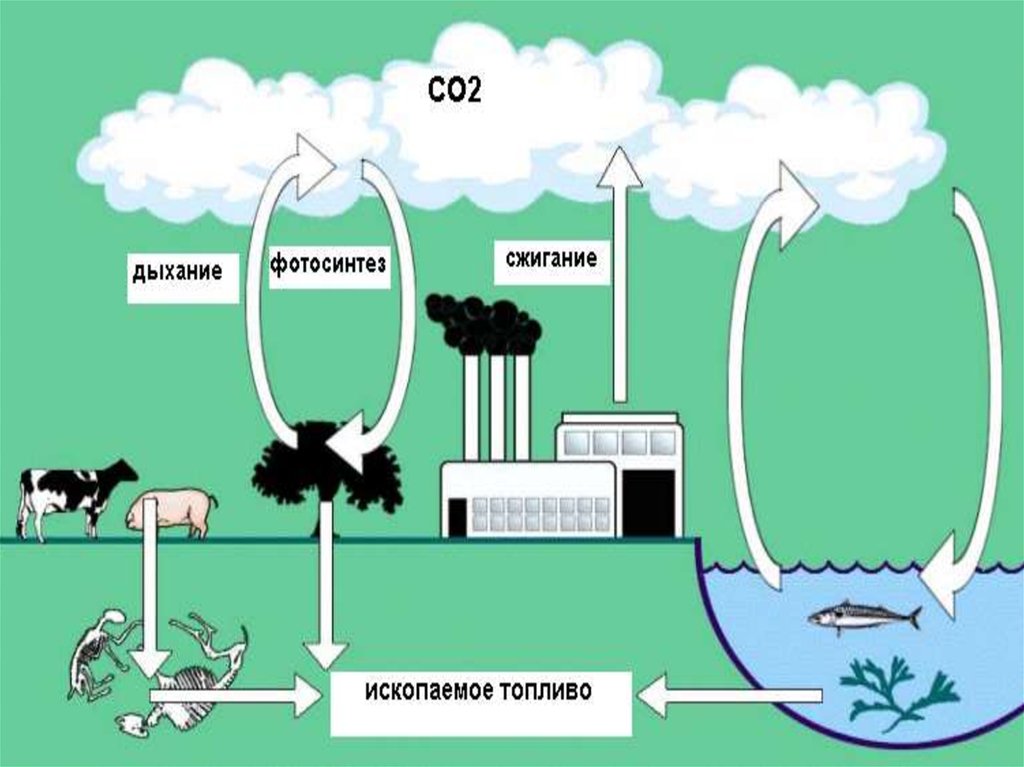 Экосистемы круговорот углерода. Круговорот углерода. Круговорот веществ углерода схема. Круговорот углерода в природе. Круговорот углерода в природе схема 9 класс.