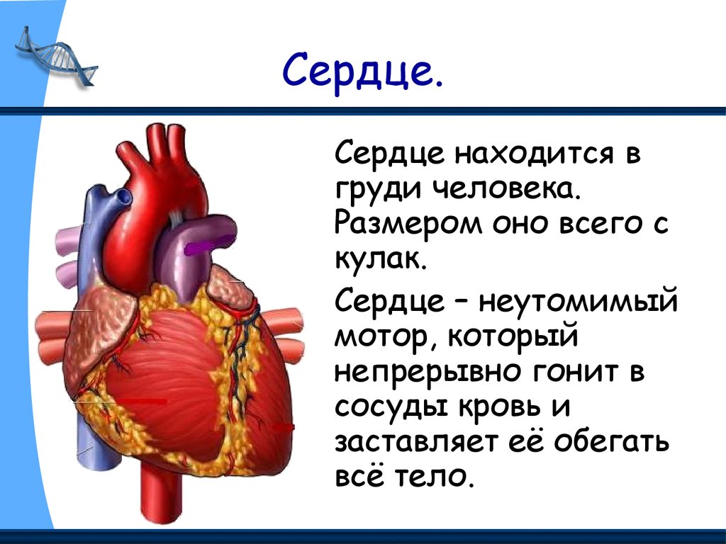 Внутренние органы презентация для детей