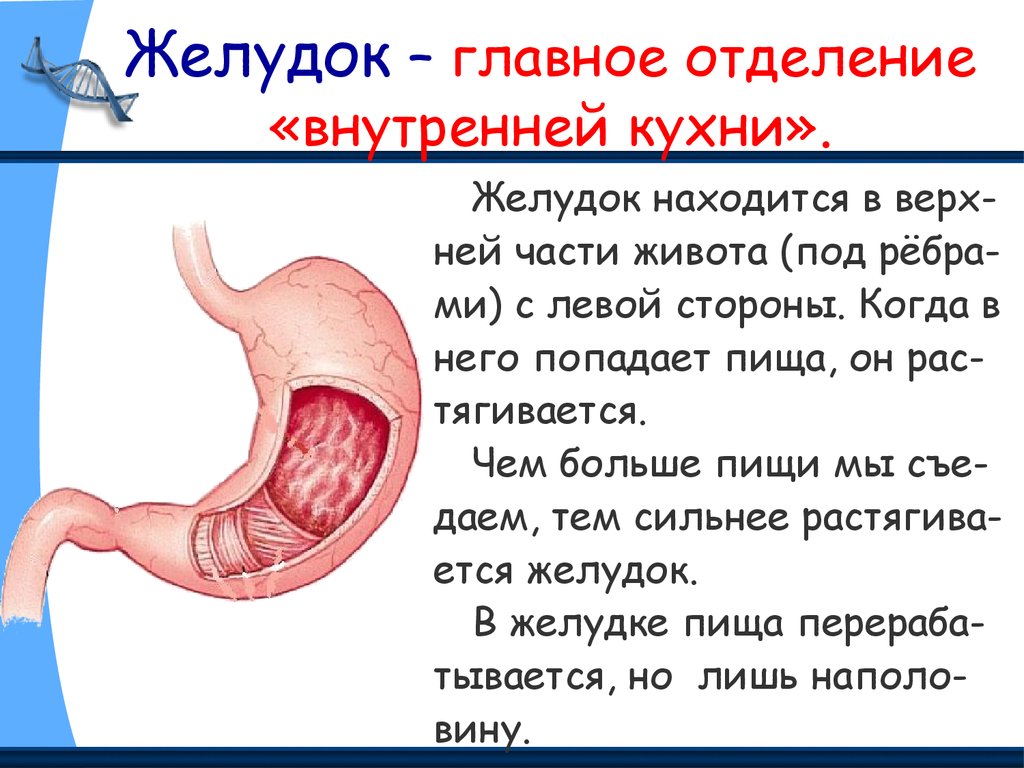 Внутренние органы презентация для детей