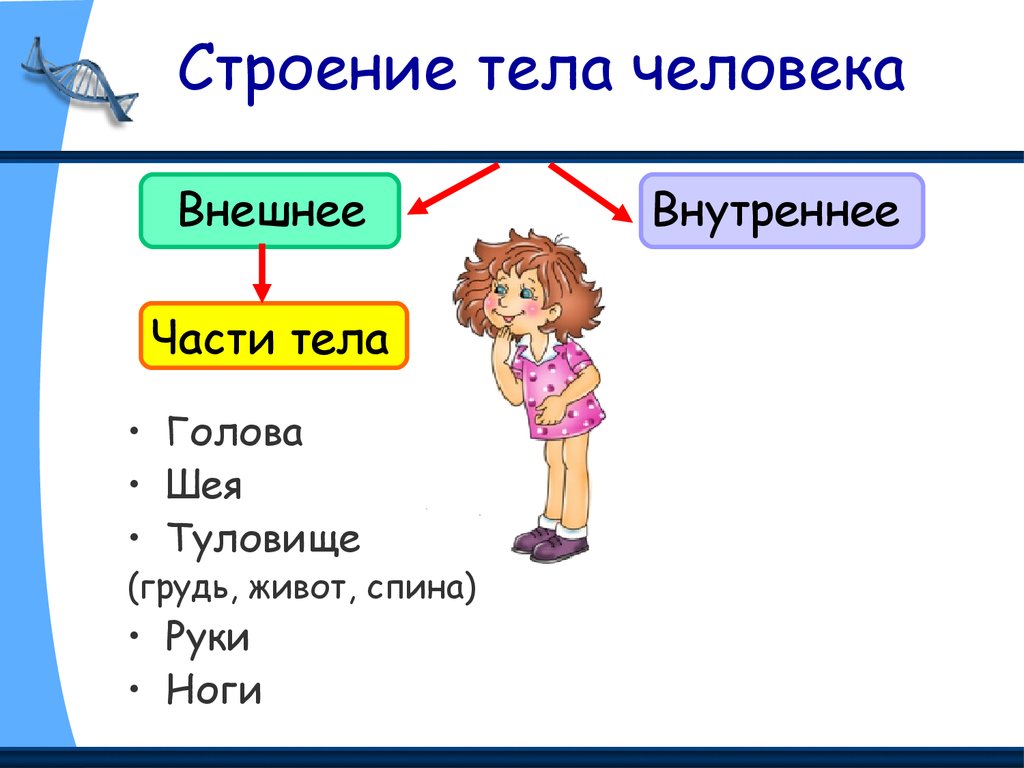 Строение тела человека презентация 6 класс