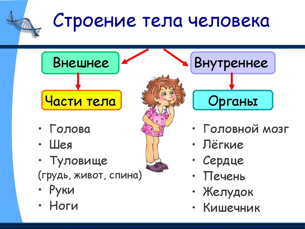 Строение тела человека презентация 6 класс