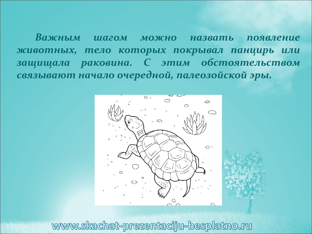 Тело защищено раковиной. Животные тело которых покрыто раковиной. Как называются животные тело которых защищено раковиной. Тело этих животных разделено на части, покрыто панцирем..