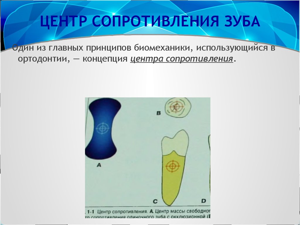 Биомеханика в ортодонтии презентация