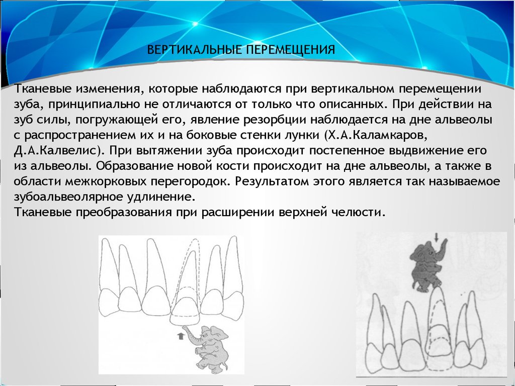 Биомеханика в ортодонтии презентация