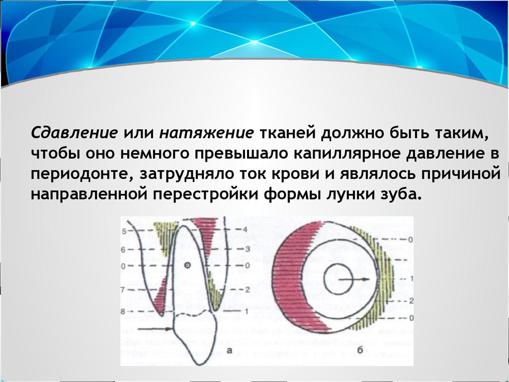 Биомеханика в ортодонтии презентация