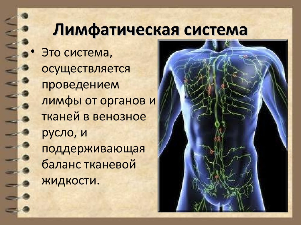 Физиология сердечно сосудистой системы. Физиология сердечно-сосудистой системы и лимфатической системы. Физиология сердечно-сосудистой и лимфатической систем..