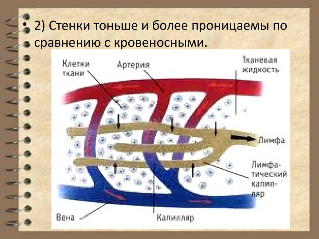 Лимфа образуется из. Схема образования тканевой жидкости и лимфы. Механизм образования лимфы схема. Механизмобразовани лимфы. Механизм образования тканевой жидкости и лимфы.