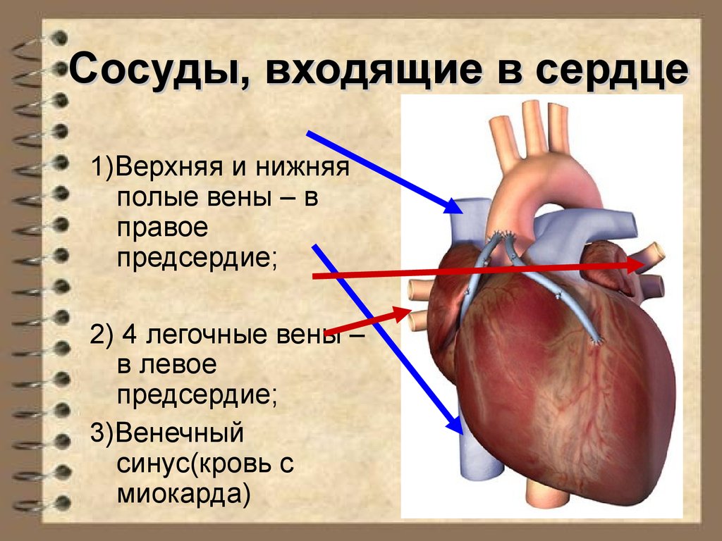 Анатомия и физиология сердечно сосудистой системы презентация