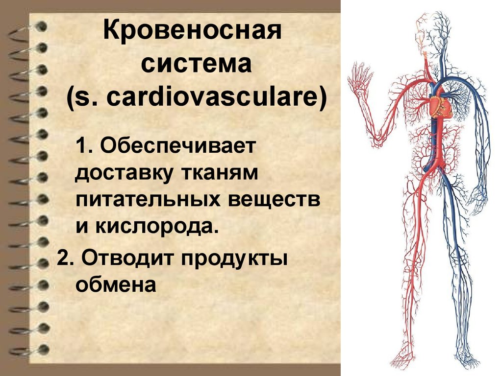 Болезни кровеносной системы человека. Анатомия и физиология сердечно-сосудистой системы презентация. Кровеносная система доклад. Кровеносная система презентация.