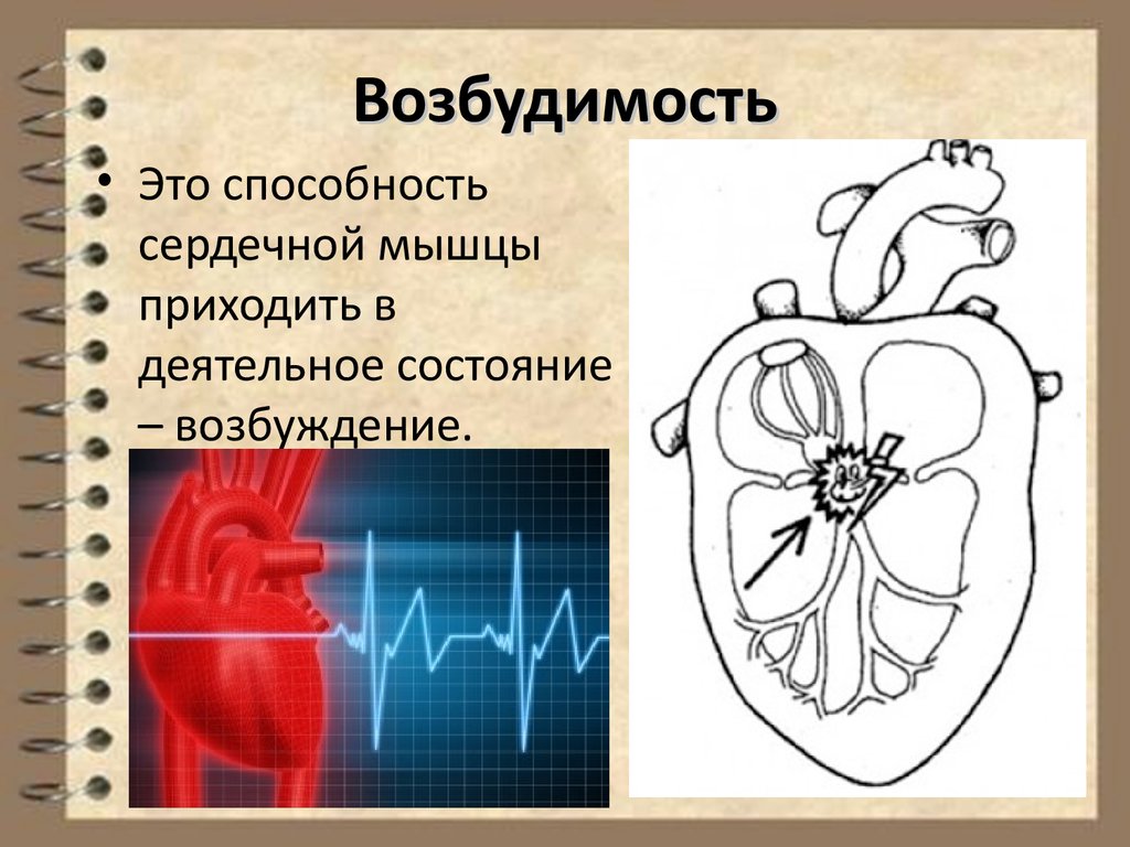 Физиология сердечно сосудистой системы