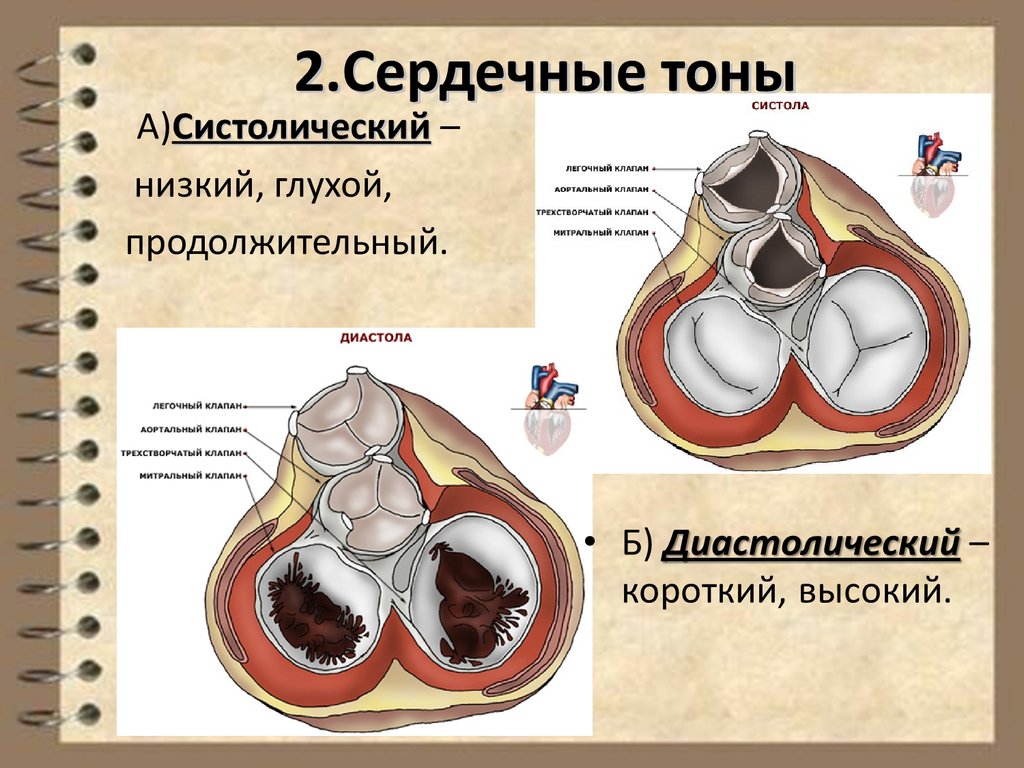 Физиология ссс