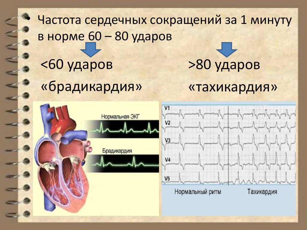 Физиология ссс