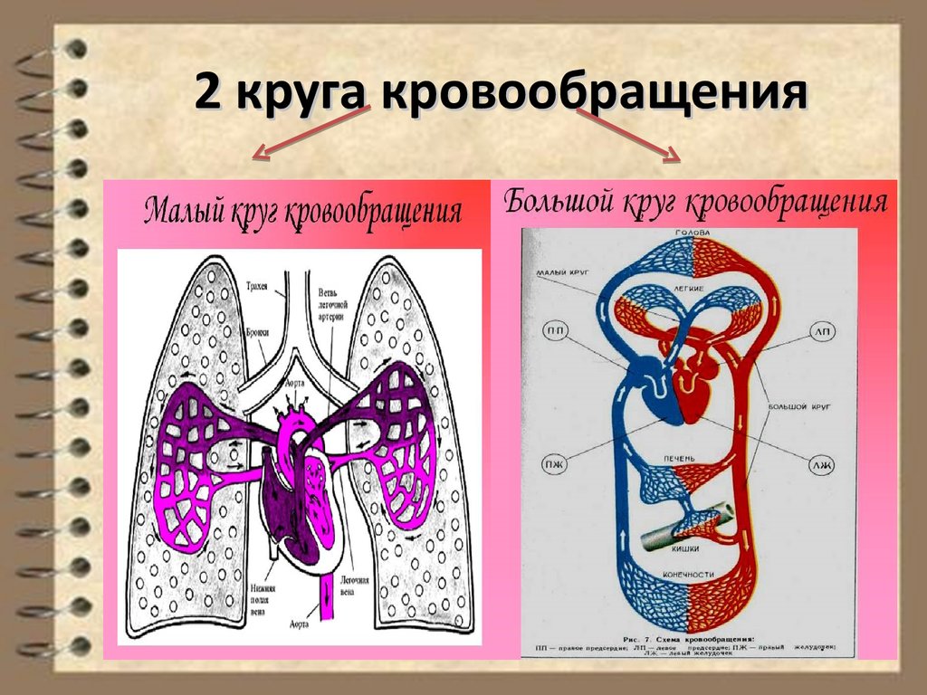 Сердечно сосудистая система презентация