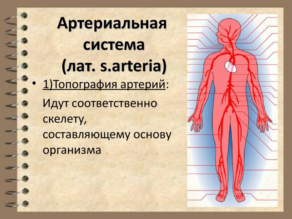 Физиология сердечно сосудистой системы