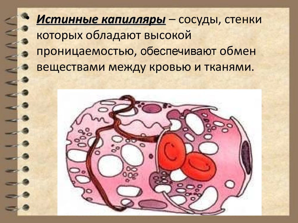 Обмен сосуды. Истинные капилляры. Капилляры физиология. Капилляры обменные сосуды. Обменные сосуды(капилляры) физиология.