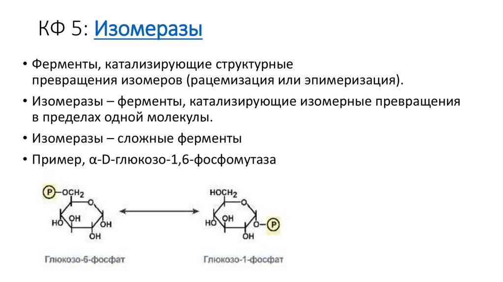 Реакция с участием фермента. Характеристика ферментов класса изомеразы. Изомеразы химическая структура. Изомеразы примеры реакций. Изомеразы катализируют реакции.
