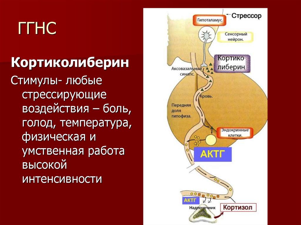 Гипоталамо гипофизарно надпочечниковая система