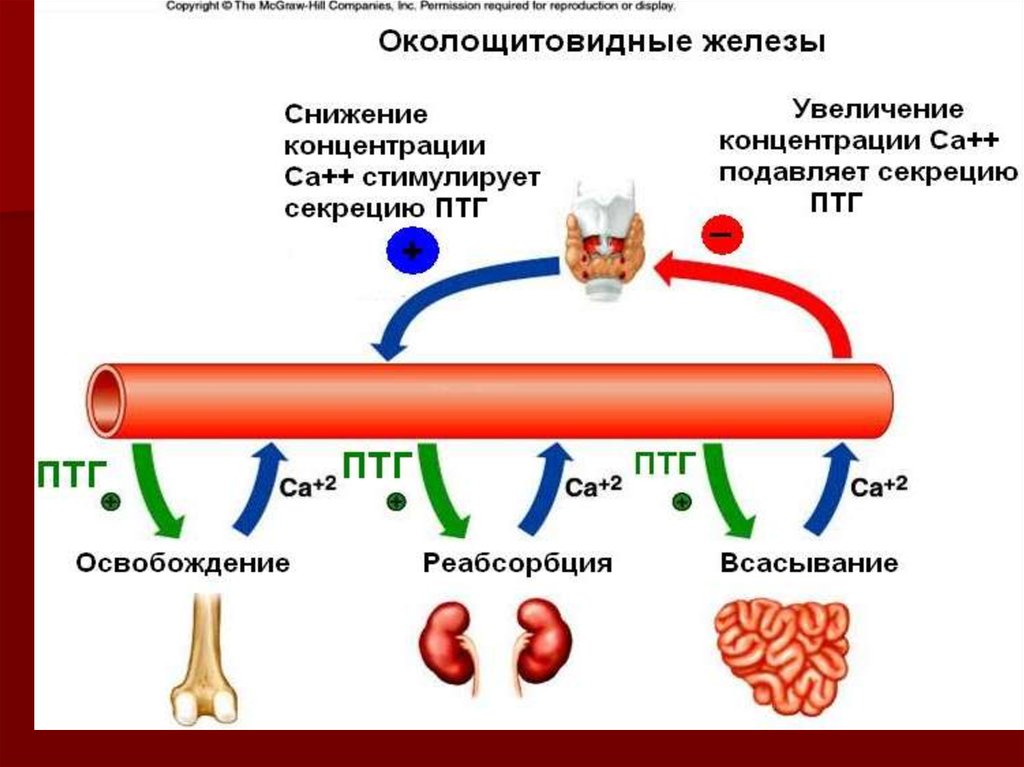 На рисунке изображена схема объясняющая механизм поддержания концентрации кальция в организме ответ