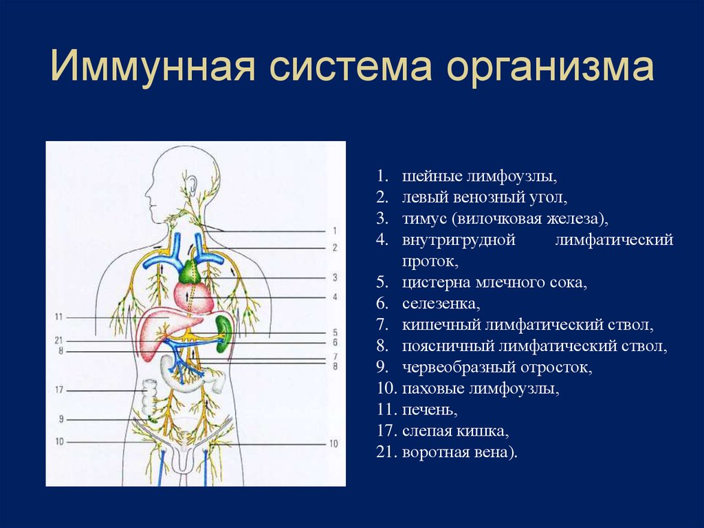 Иммунная система организма человека