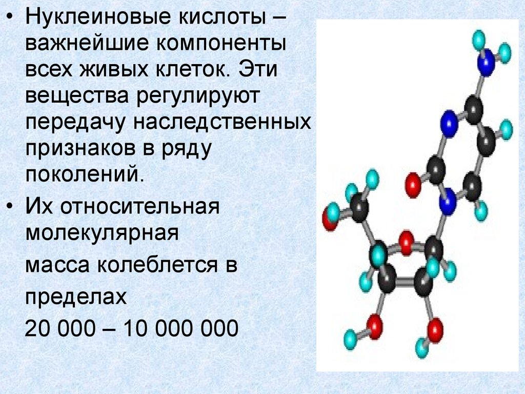 Нуклеиновые кислоты открыты