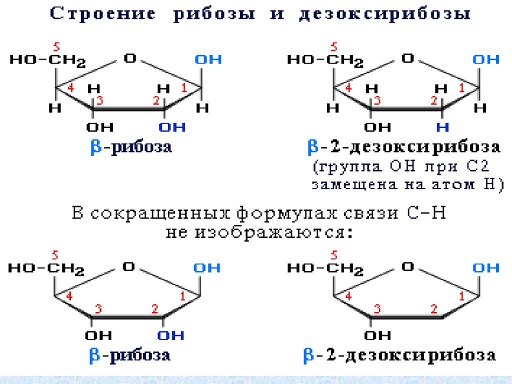 Строение рибозы. Циклическая форма дезоксирибозы. Циклические формы 2 дезоксирибозы. Строение дезоксирибозы формула. Циклическая форма рибозы.