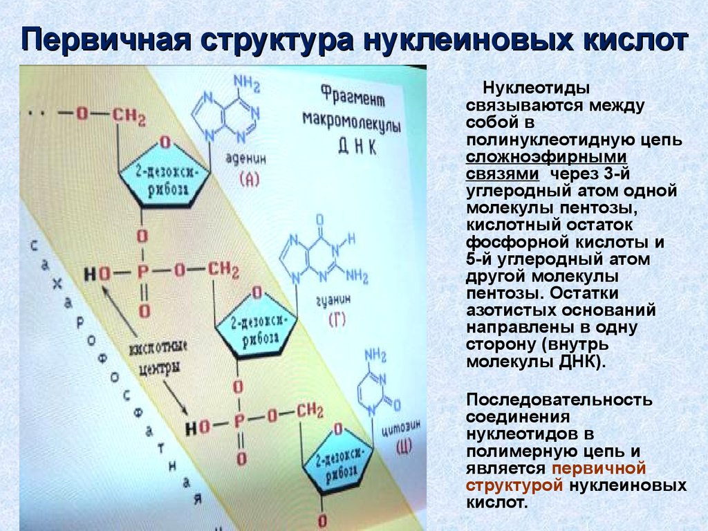 Виды нуклеотидов рнк. Первичная структура нуклеиновых кислот связи. Первичная структура нуклеиновых кислот. Структура нуклеиновых кислот первичная структура. Первичная структура нуклеотидов ДНК.