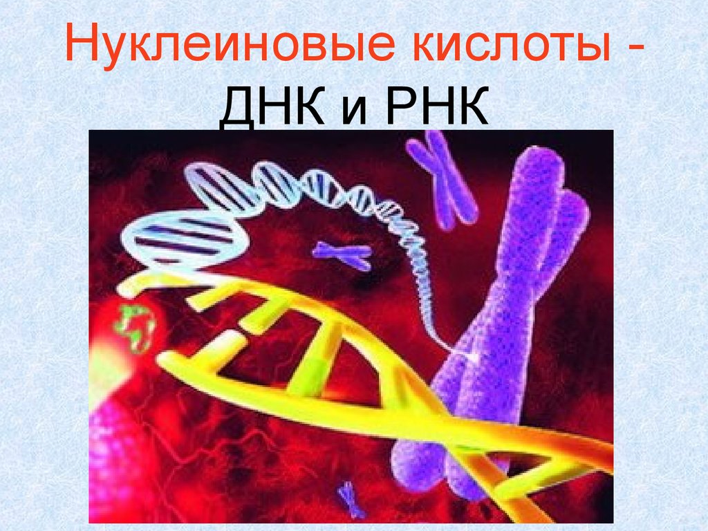 Нуклеиновые кислоты 10. Нуклеиновые кислоты ДНК. ДНК И РНК. Нуклеиновые кислоты ДНК И РНК. ДНК И РНК презентация.