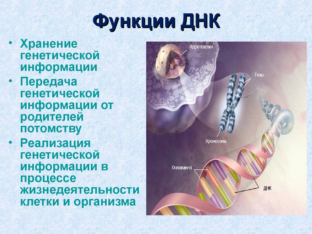 Передача наследственных. Функции молекулы ДНК. Структура и функции ДНК.